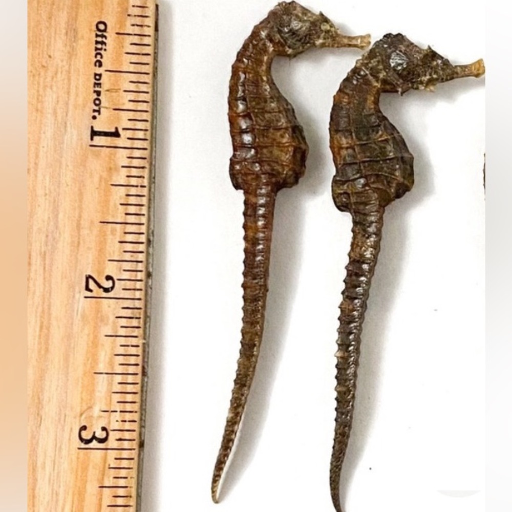 Dried Specimen Real Seahorse 3” - 3.4” Rare